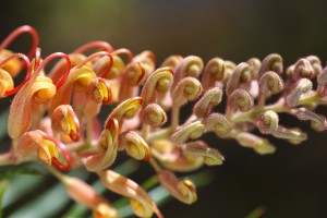 Golden Grevilleas